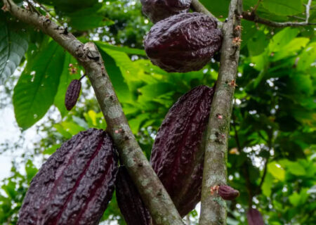 tour del Cacao San Rafael