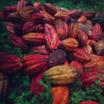 tour del Cacao San Rafael